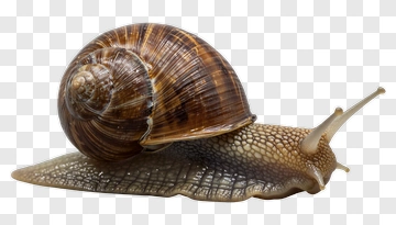 Snail With Detailed Shell And Body PNG