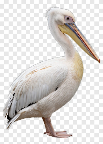 White Pelican With Yellow Beak PNG