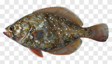 Realistic Fish Illustration PNG