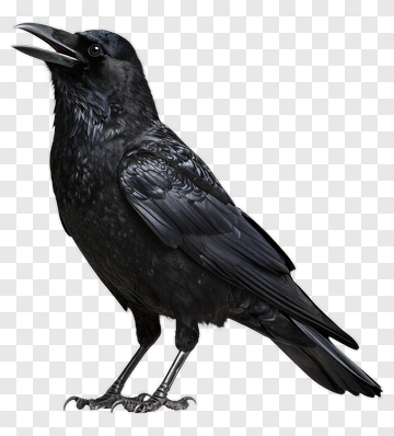 Black Crow Standing On Surface PNG