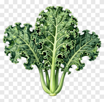 Kale PNG