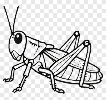 Grasshopper Drawing PNG