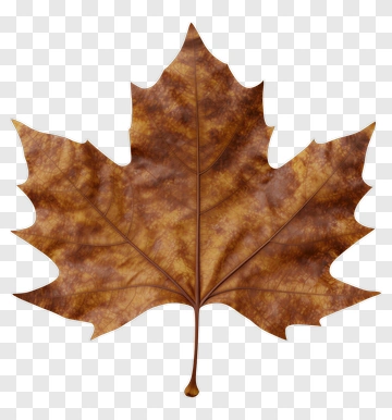 Autumn Maple Leaf PNG