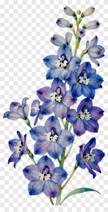 Blue And Purple Delphinium Flower PNG