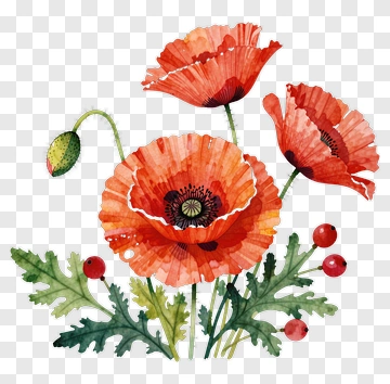 Watercolor Poppies With Leaves And Berries PNG