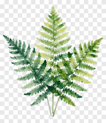 Watercolor Fern PNG