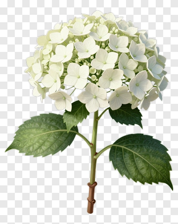 White Hydrangea Flower With Green Leaves PNG