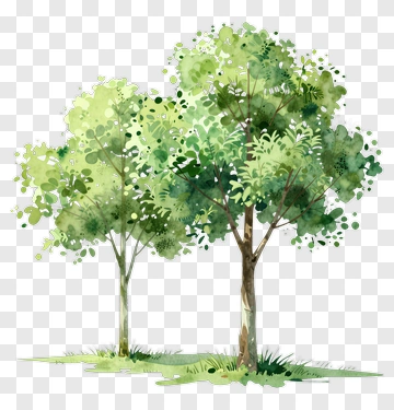 Two Trees With Green Leaves PNG