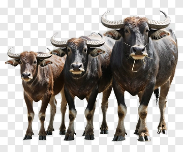 Three Water Buffalo Standing Together PNG