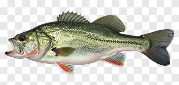 Bass Fish PNG