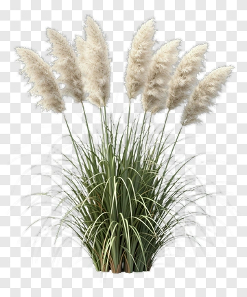 Pampas Grass With Feathered Plumes PNG