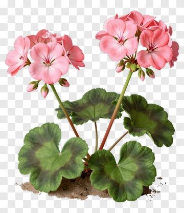 Pink Geranium With Green Leaves PNG