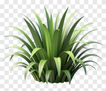 Green Plant With Long Leaves PNG