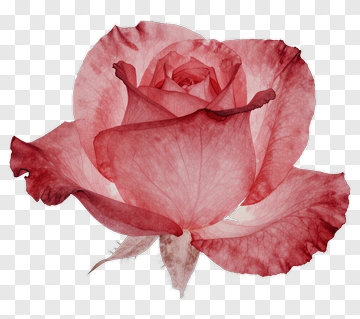 Red Rose PNG