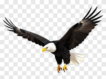 American Eagle In Flight PNG