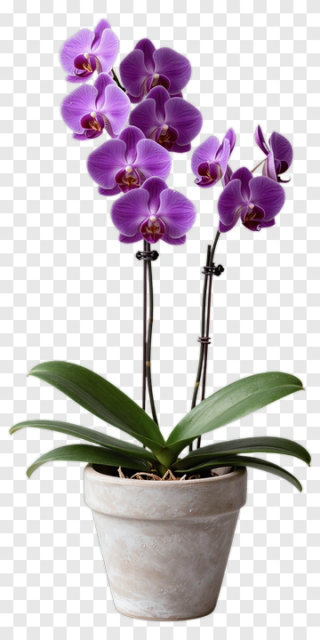 Purple Orchid In Ceramic Pot PNG