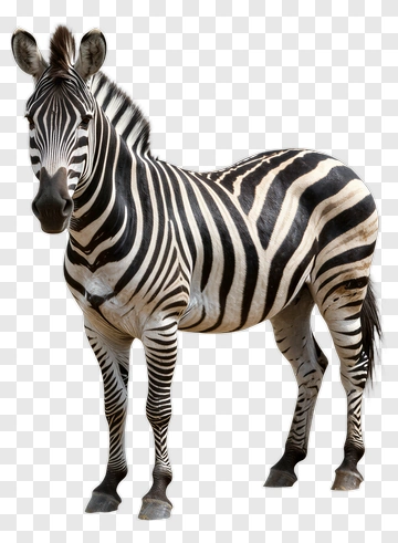 Zebra Standing PNG