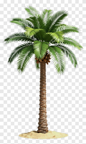 Palm Tree With Fronds And Trunk PNG