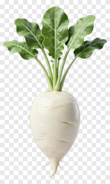 Turnip PNG