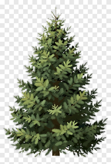 Pine Tree PNG
