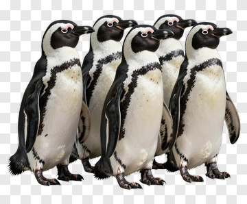 Line Of Penguins PNG