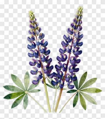 Lupine Flower With Green Leaves PNG