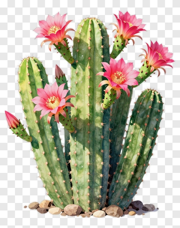 Blooming Cactus With Pink Flowers PNG