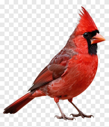 Northern Cardinal PNG