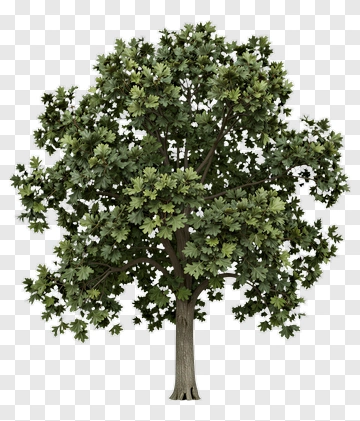 Tree With Dense Green Leaves PNG