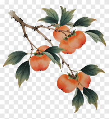 Persimmon Branch With Leaves PNG