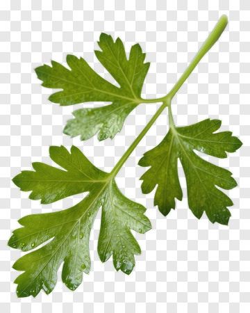 Fresh Parsley Leaf PNG