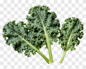 Kale Leaf PNG