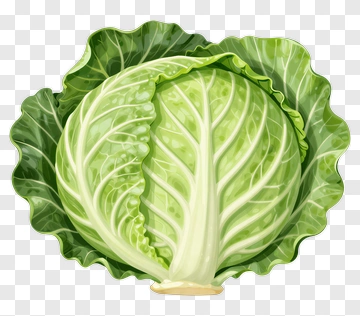 Cabbage PNG