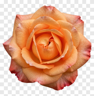 Orange Rose With Pink Edges PNG