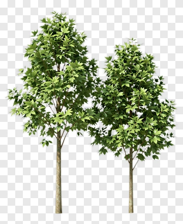 Two Trees PNG