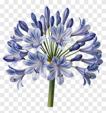 Blue Agapanthus Blossom PNG