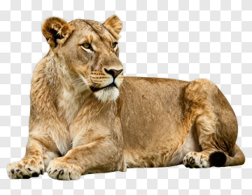 Lioness PNG