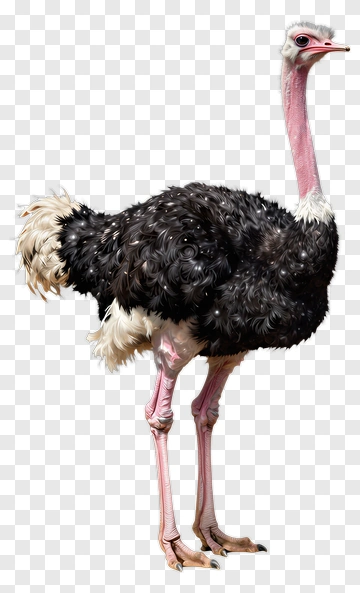 Ostrich PNG