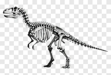 Dinosaur Skeleton Drawing PNG