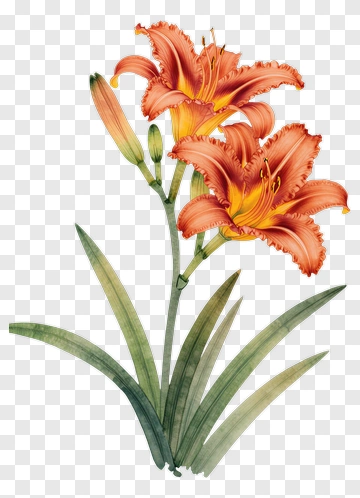 Orange Lily With Green Leaves PNG