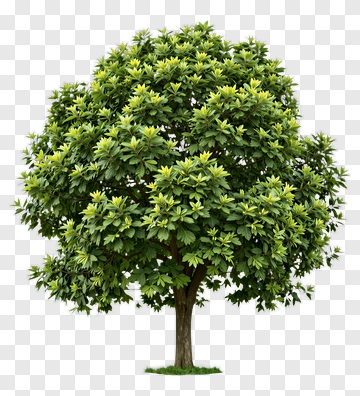 Tree With Dense Green Canopy PNG