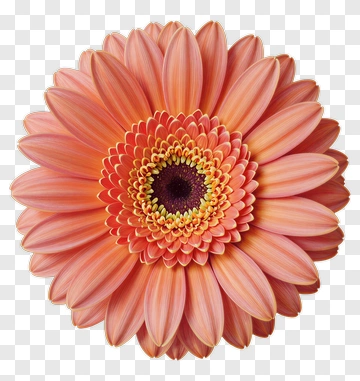 Orange Gerbera Daisy PNG