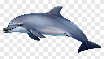 Dolphin PNG