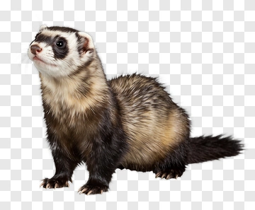 Ferret With Black And White Markings PNG