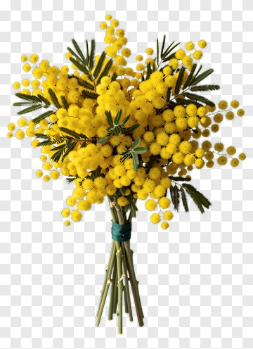 Mimosa Bouquet With Yellow Flowers And Green Leaves PNG