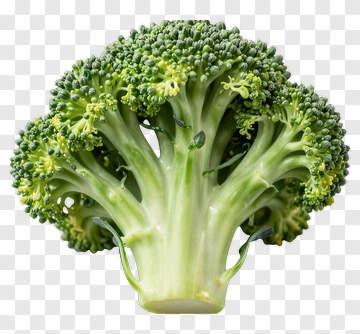 Fresh Broccoli PNG
