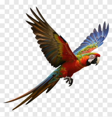 Red And Blue Parrot In Flight PNG