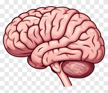 Human Brain Illustration PNG