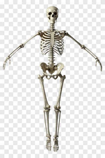 Human Skeleton PNG