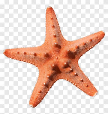 Orange Starfish On Sand PNG